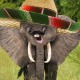 🐘🐘 Humpleupagu