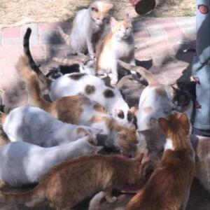 save To Cat