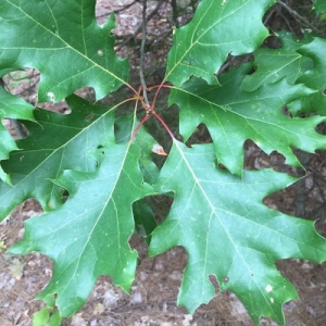 Quercus Rubra