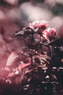 20221127 Photography - Flowers - Roses by P Ryo - Fgyh5XuakAEH4wf.jpg