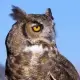 DrFell (Disgruntled 