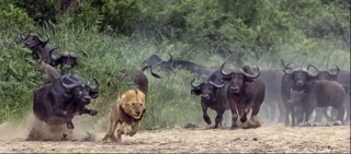 photo/a77185c2-e567-4f53-ad5e-eb1ebfa9c5a1-3